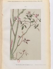 r-multiflora-rosa-du-japon3-1886-5