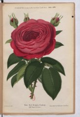 red-dragon-cl-1884-8