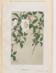 rose-du-japon-1886-8