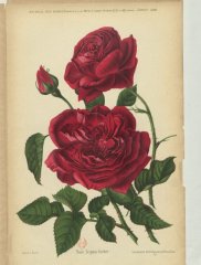 scipion-cochet-1889-1
