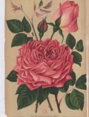 souvenir-de-mme-j-metral-1888-1