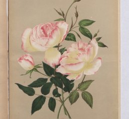 souvenir-de-rosierist-rambaux-1884-2