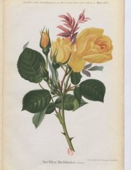 william-allen-richardson-1886-3