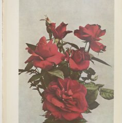 feuerzuber-1914-1