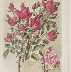 frau-elise-kreis-1914-2
