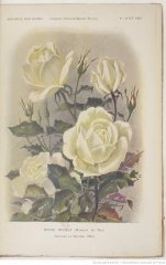 henri-buchet-1914-8