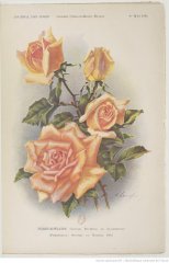 marie-adelaide-lux-1914-5