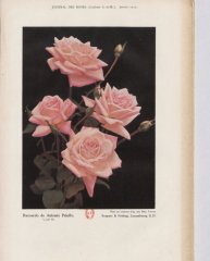 recuerdo-de-antonio-peluffo-1912-1