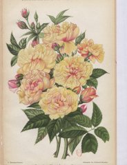 aimee-vibert-a-fleur-jaune-1905-5