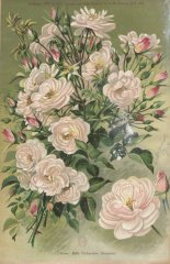 belle-vichysoise-1903-5