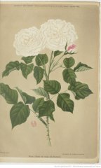 boule-de-neige-1902-10