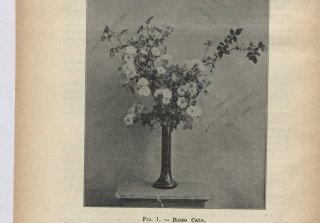 cato-rose-1904-2