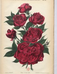colonel-juffe-1901-5