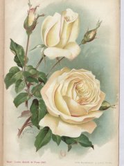 comte-amada-foras-1904-4