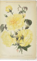 comtess-galard-bearn-1902-7