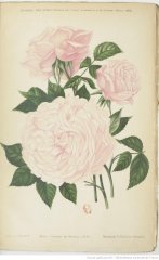 comtesse-de-serenye-1882-2