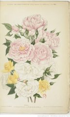 etoile-de-mai-georges-pernet-1902-6