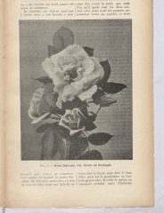 etoile-de-portugal-1905-7