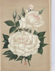 gardenia-1901-11