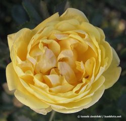 oersian-yellow-tomek-ciesielski-bankfotonet.jpg