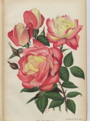 hugo-roller-1908-11