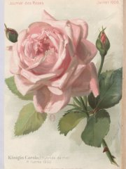 konigin-carola-1903-7