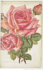lyon-rose-1907-8