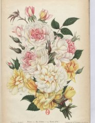 ma-filette-etoil-dor-1901-10
