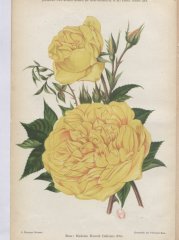 madame-honore-defresne-1904-10