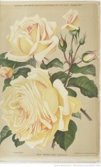 madame-jules-gravereaux-1902-11