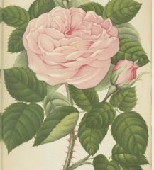 madame-vidot-1907-1