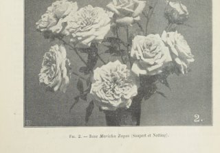 marichu-zayas-1907-1