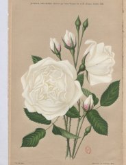 marie-henry-1905-10