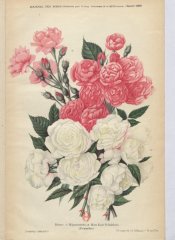 mignonette-kate-schulteis-1901-1