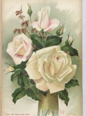 mme-antoine-mari-1904-2
