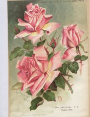 mme-jules-grolez-1905-8