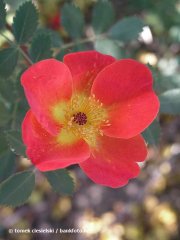 rosa-foetida-bicolor-tomek-ciesielski-bankfotonet.jpg