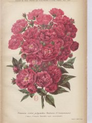 mme-levavasseur-1903-11