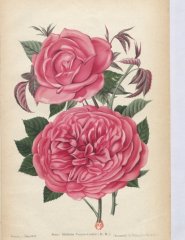 mme-verier-cachet-1901-7