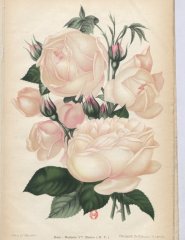 mme-vve-menier-1901-6