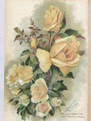 mmle-jeanne-philippe-alister-stella-gray