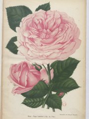 papa-lambert-1904-1