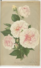 pink-rover-1907-3