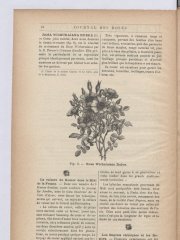 r-wichuraiana-rubra