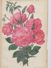 rene-andre-1903-10