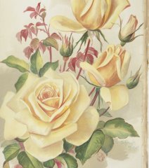 souvenir-de-pierre-notting-1902-1