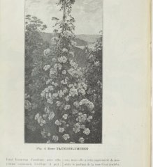 taunusblumchen-1902-11