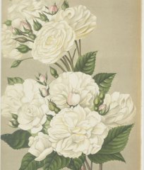 thoresbiana-1907-12