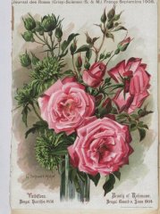 viridiflora-beauty-of-rolemawr-1908-9