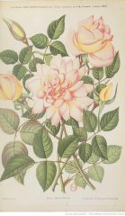 albert-foures-1898-10